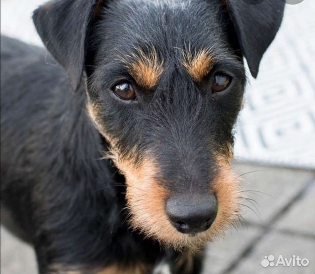 Вязка ягдтерьера