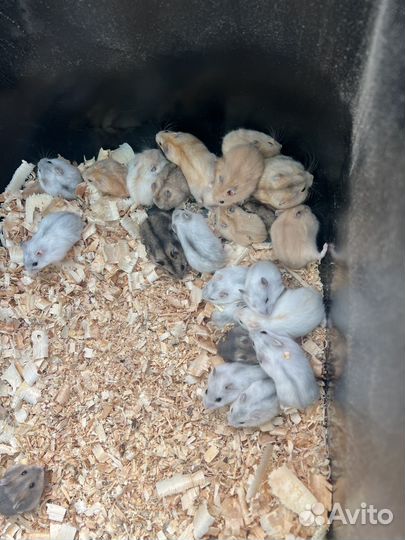 Продается Джунгарский хомяк и сунгурский хомяк