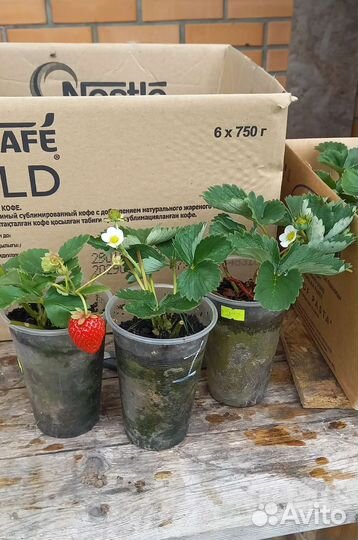 Рассада ремонтантной клубники