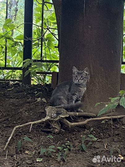 Помогите спасти котёнка