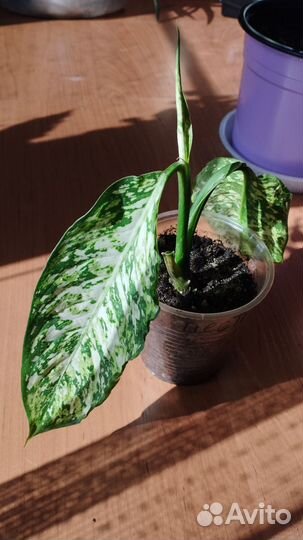 Диффенбахия Везувий