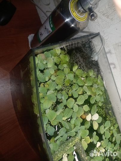 Аквариум 40л