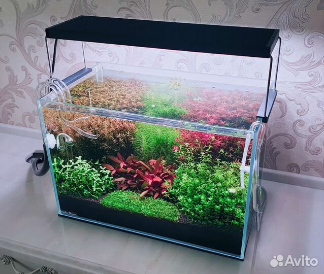 Консультация аквариумиста