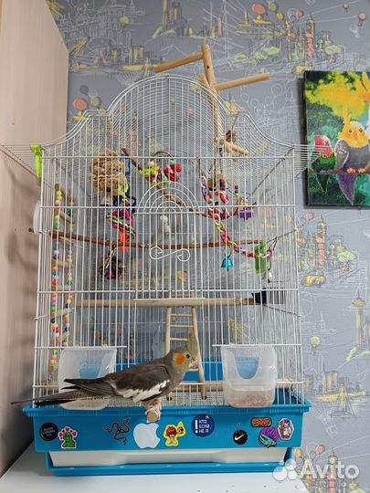 Попугай корелла, девочка