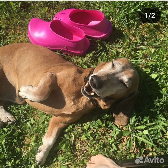 Индивидуальная передержка собак и кошек