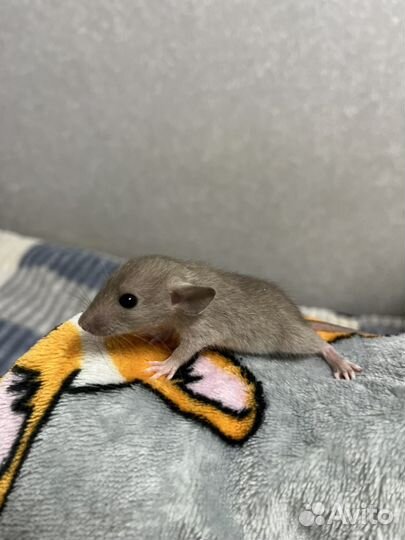 Крысята дамбо