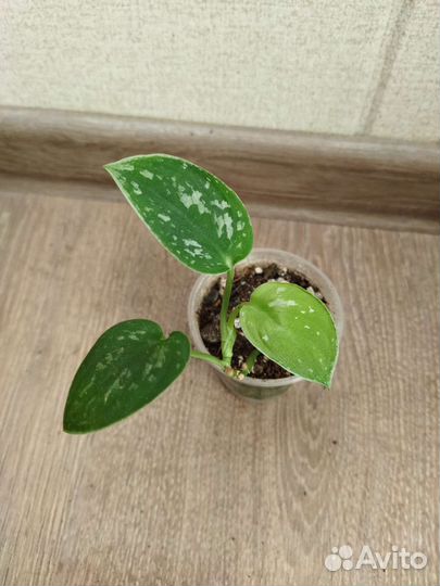 Сциндапсус Пиктус Экзотика и Золотистый