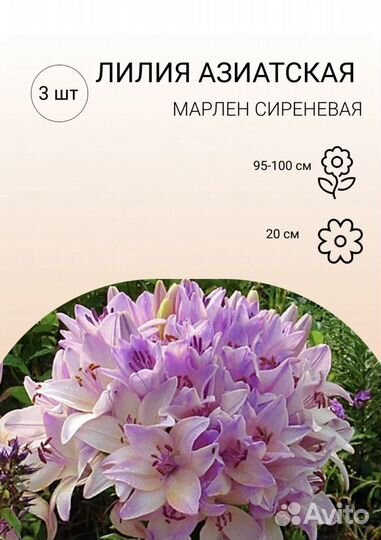 Лилии луковицы оптом и в розницу