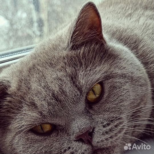Британский кот