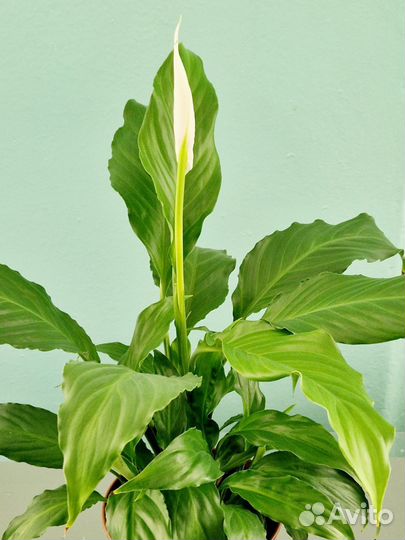 Спатифиллум Драцена Шефлера