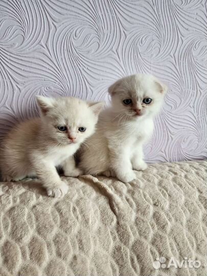 Шотландская