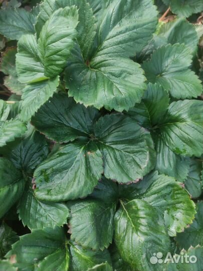 Саженцы виктории и садовой земляники