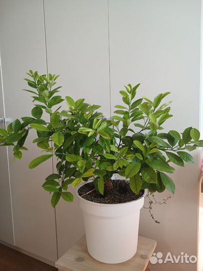 Каламондин