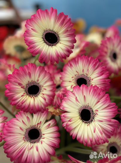 Гербера оптом