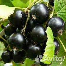 Черная смородина саженец