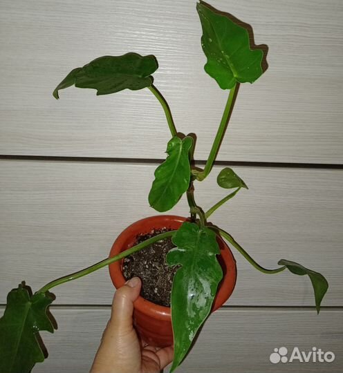 Филодендроны сортовые