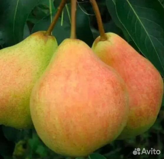 Саженцы груши 2ух летка