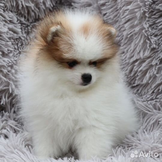 Щенки немецкого шпица