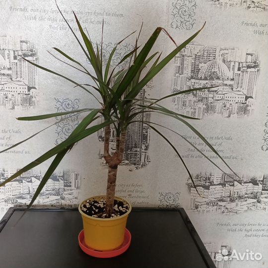 Пальма драцена