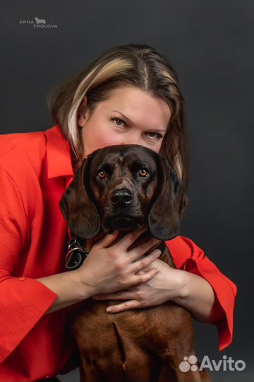 Баварская горная гончая