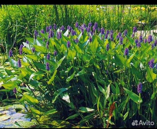 Продаю растения для пруда