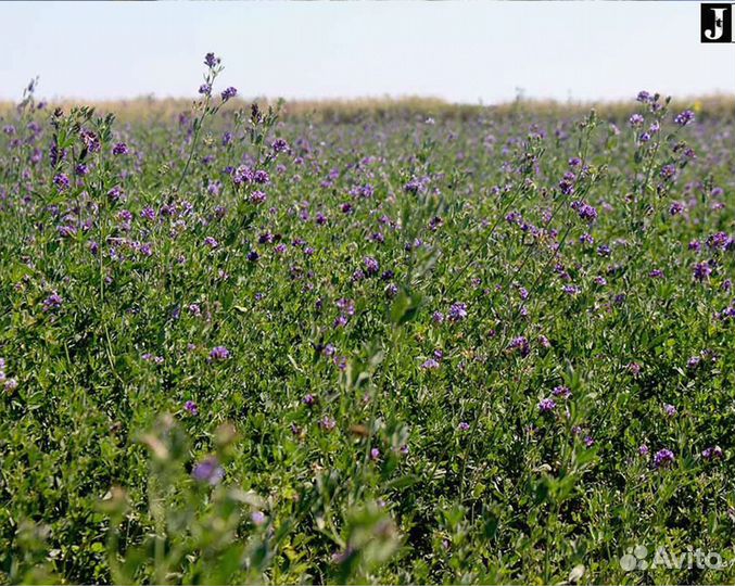 Семена люцерны Вега-87. Объёмы. Склад в Чувашии