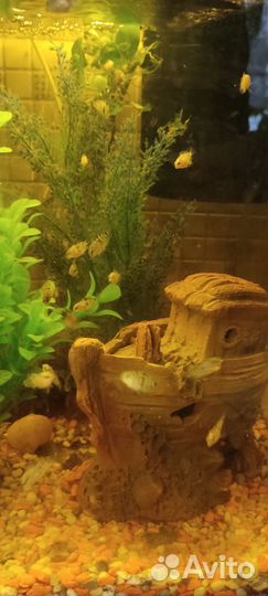 Аквариумные рыбки