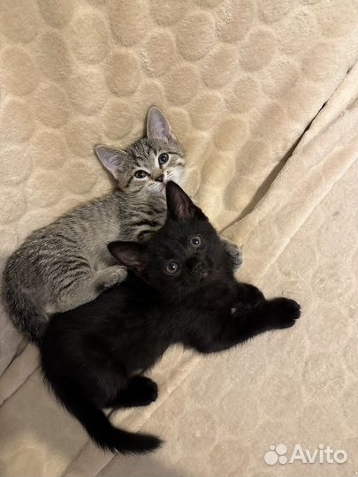 Британская кошка бесплатно