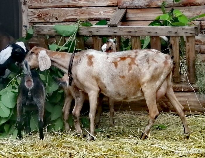 Англо -нубийская коза 100