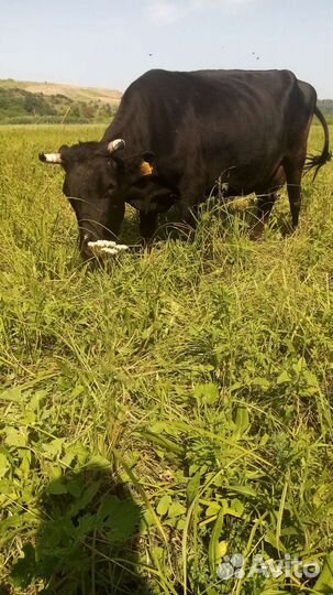 Высокоудоенная корова