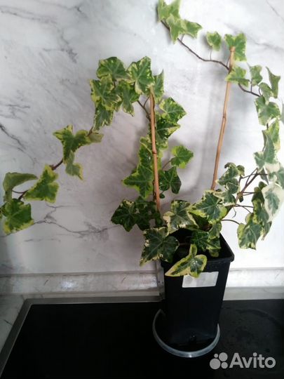 Плющ сортовой вариегатный