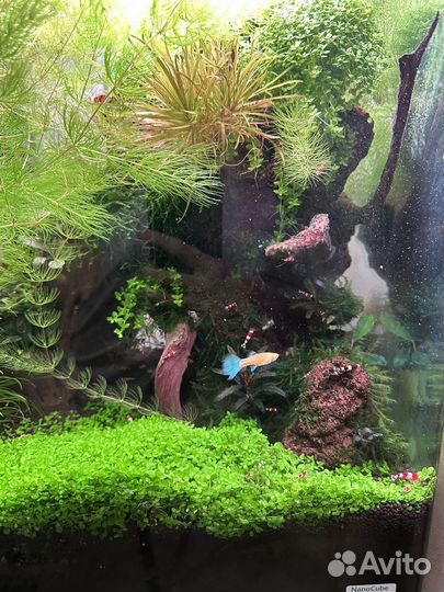 Аквариумные креветки Кристалл, растения