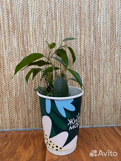 Фикус бенджамина и другие