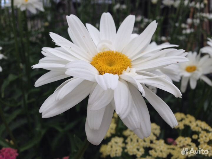 Ромашка (нивяник) корни