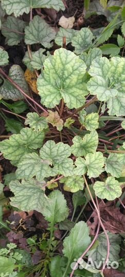 Гейхера Мраморная