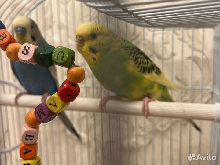 Волнистый попугай