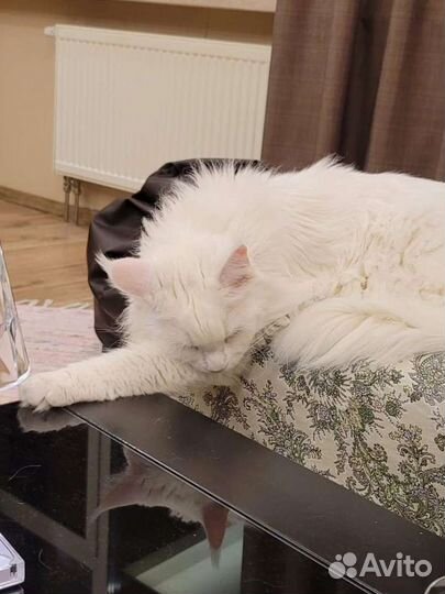 Игрушки ручной работы на заказ по фото питомца