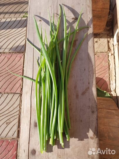 Многолетний лук