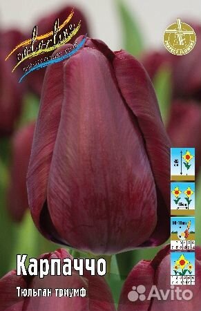 Тюльпаны сортовые классика