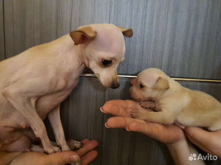 Мини собачки