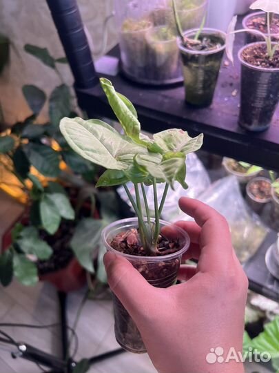 Сингониум конфетти милк