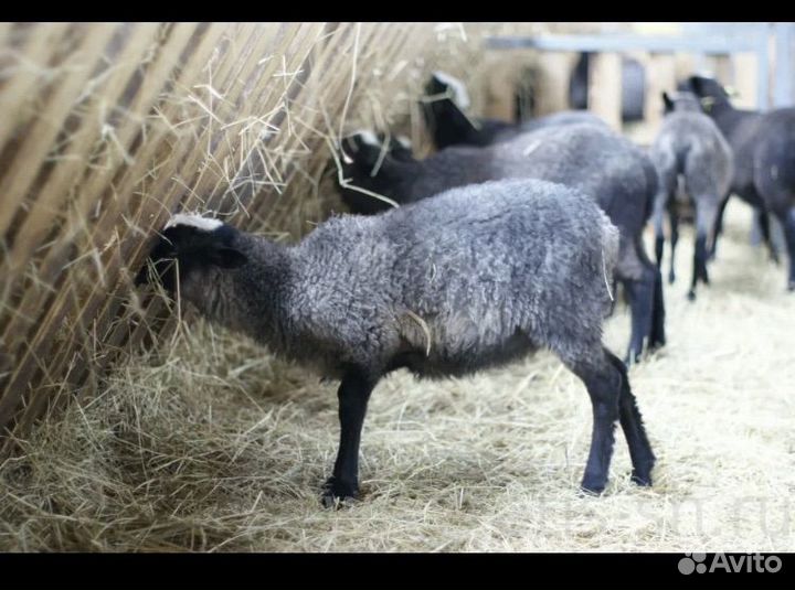 Овцы бараны