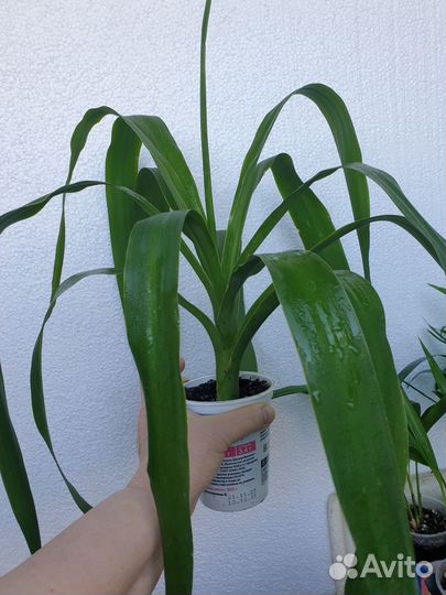 Комнатные цветы юкка