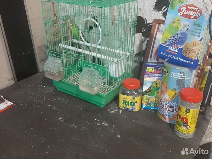 Волнистый попугай с клеткой и кормом