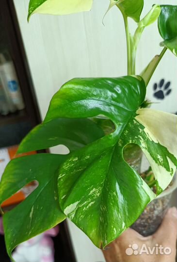 Рафидофора тетрасперма вариегатная