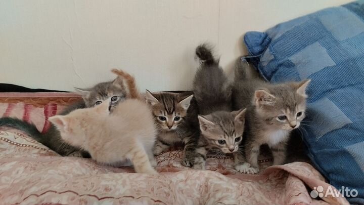 Котята Балинезийские