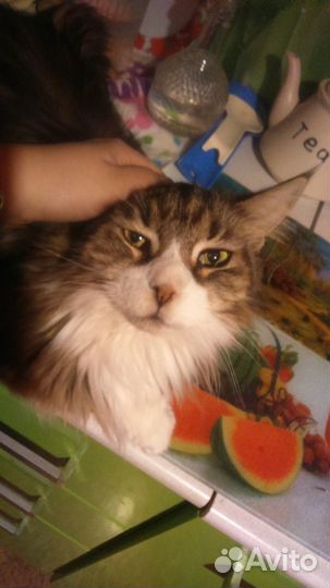 Передержка кошек