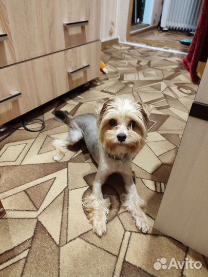 Ищем невесту