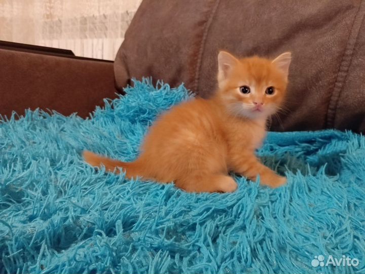 Отдам в хорошие руки котят