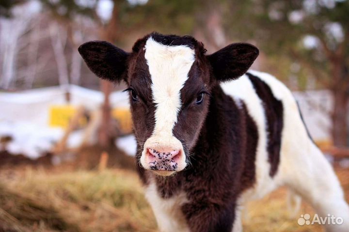 Молодняк крс